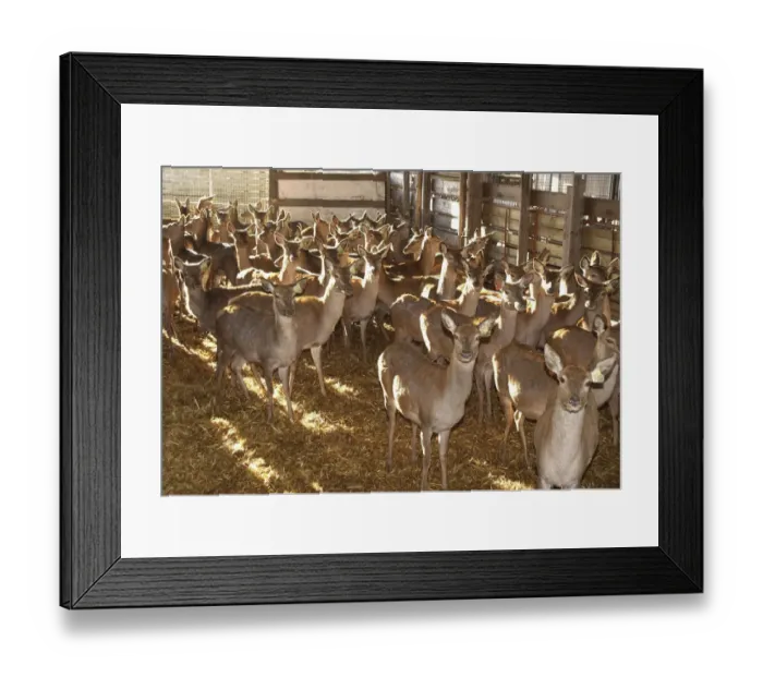 Framed Print : Deer farming, farmed Red Deer (Cervus elaphus) hinds, herd housed indoors, Melton Mowbray, Leicestershire, England Framed Print : Deer farming, farmed Red Deer (Cervus elaphus) hinds, herd housed indoors, Melton Mowbray, Leicestershire, England