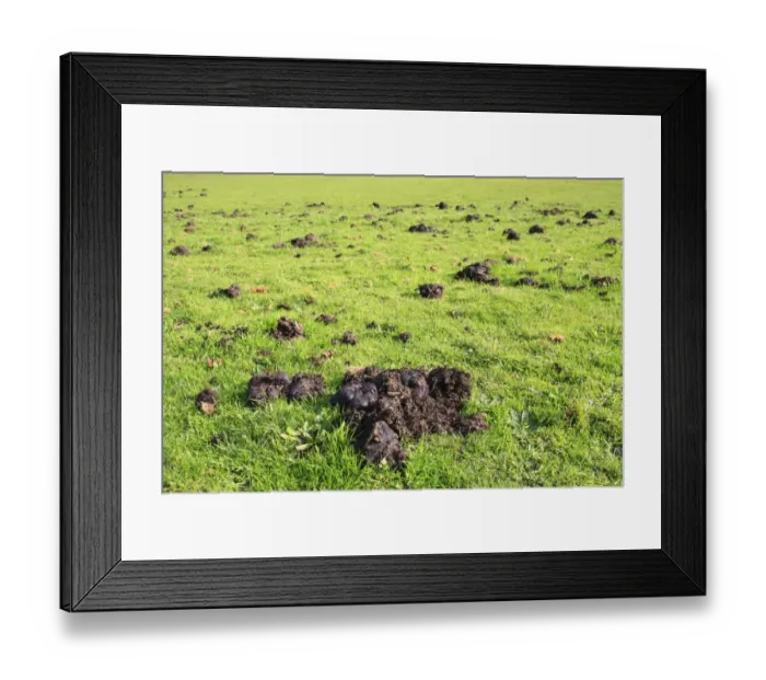 Framed Print : Horse, droppings in pasture, Bacton, Suffolk, England, october Framed Print : Horse, droppings in pasture, Bacton, Suffolk, England, october