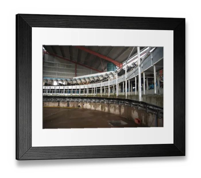 Framed Print : Dairy farming, rotary milking parlour with dairy herd being milked, Dumfries, Scotland, march Framed Print : Dairy farming, rotary milking parlour with dairy herd being milked, Dumfries, Scotland, march
