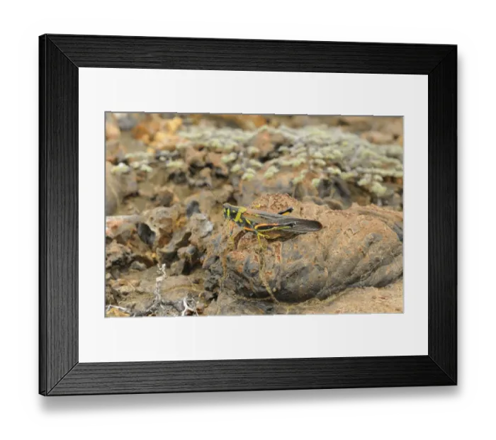 Framed Print : Painted Locust (Schistocerca melanocera) adult, resting on lava rock, Galapagos Islands Framed Print : Painted Locust (Schistocerca melanocera) adult, resting on lava rock, Galapagos Islands