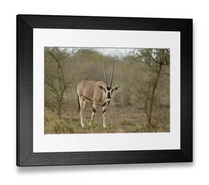 Framed Print : Beisa Oryx (Oryx beisa) adult, standing in dry savanna, Awash N. P. Afar Region, Ethiopia Framed Print : Beisa Oryx (Oryx beisa) adult, standing in dry savanna, Awash N. P. Afar Region, Ethiopia
