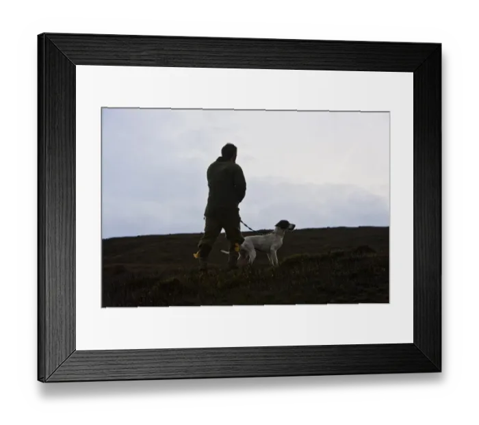 Framed Print : Man standing with English Pointer, counting grouse on grouse moor, West Yorkshire, England, november Framed Print : Man standing with English Pointer, counting grouse on grouse moor, West Yorkshire, England, november