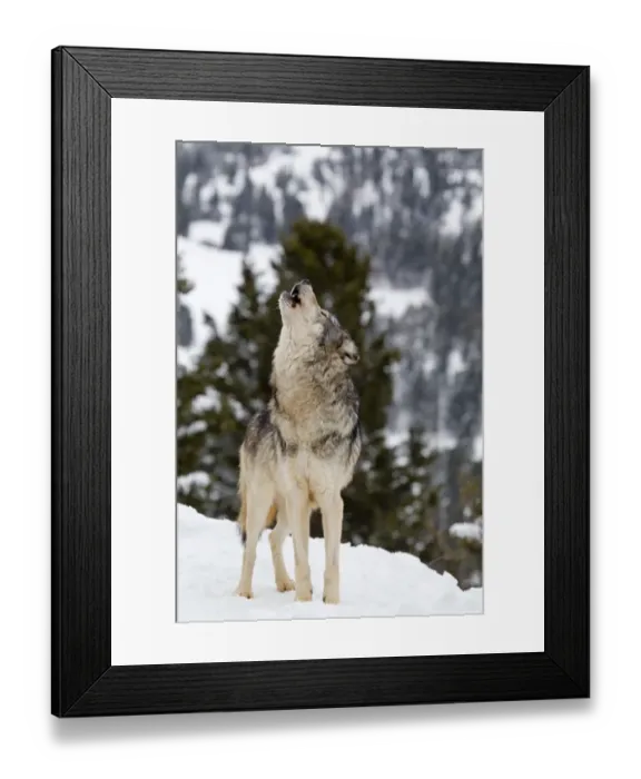 Framed Print : Grey Wolf (Canis lupus) adult, howling, standing in snow, Montana, U. S. A, january (captive) Framed Print : Grey Wolf (Canis lupus) adult, howling, standing in snow, Montana, U. S. A, january (captive)