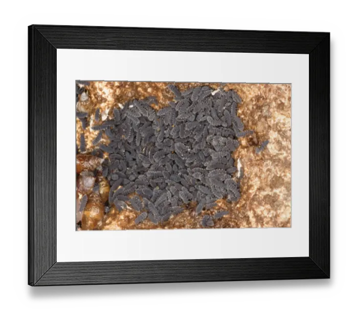 Framed Print : Rockpool Springtail (Anurida maritima) group, in shallow pool on rocky shore, Dorest, England, january