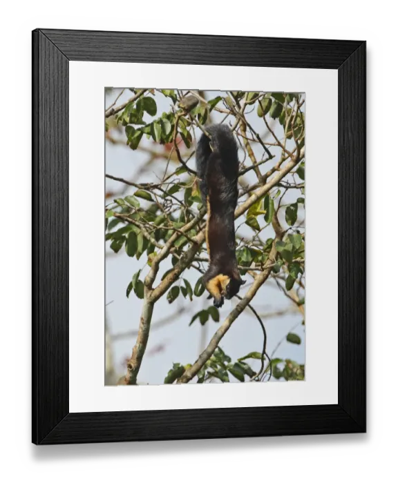 Framed Print : Black Giant Squirrel (Ratufa bicolor) adult, feeding on fruit in tree, hanging from branch, Kaeng Krachan N. P. Thailand, november Framed Print : Black Giant Squirrel (Ratufa bicolor) adult, feeding on fruit in tree, hanging from branch, Kaeng Krachan N. P. Thailand, november