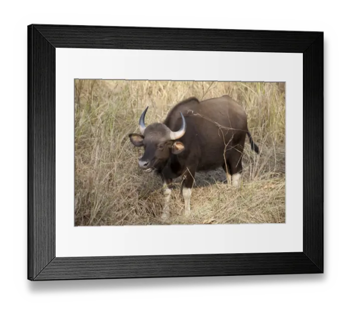 Framed Print : Gaur (Bos gaurus) adult female, feeding on grass, Kanha N. P. Madhya Pradesh, India Framed Print : Gaur (Bos gaurus) adult female, feeding on grass, Kanha N. P. Madhya Pradesh, India