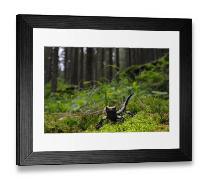 Framed Print : Golden Alpine Salamander (Salamandra atra aurorae) adult, in montane woodland habitat, Venetian Prealps, Italian Alps, Italy, june