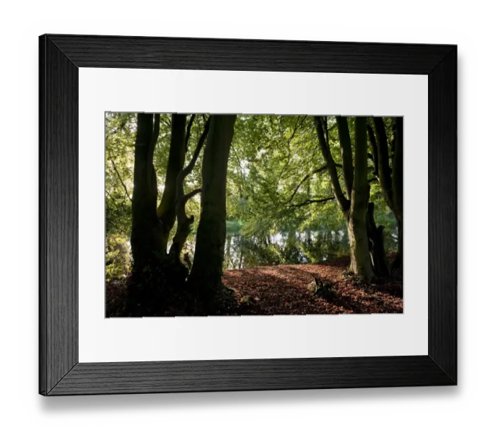 Framed Print : View through trees towards river, River Bure, Horstead, Norfolk, England, september Framed Print : View through trees towards river, River Bure, Horstead, Norfolk, England, september