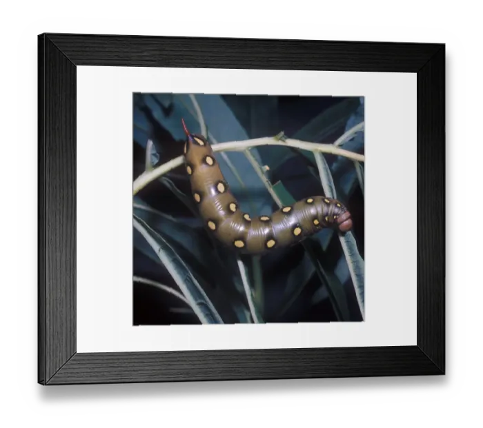 Framed Print : Moth - Hawk Bedstraw Larva (Gyles gallii) close-up Framed Print : Moth - Hawk Bedstraw Larva (Gyles gallii) close-up