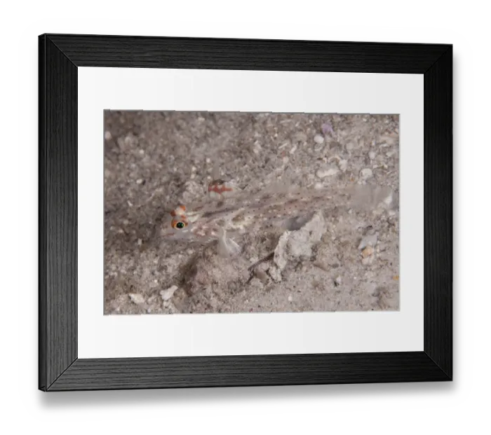 Framed Print : Signalfin Goby (Coryphopterus signipinnis) adult, resting on sand, Lembata Island, Solor Archipelago, Lesser Sunda Islands, Indonesia Framed Print : Signalfin Goby (Coryphopterus signipinnis) adult, resting on sand, Lembata Island, Solor Archipelago, Lesser Sunda Islands, Indonesia