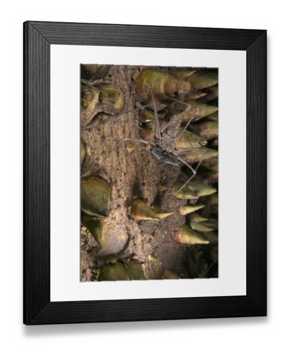 Framed Print : Tailless Whip Scorpion (Heterophrynus sp. ) adult, waiting for prey on trunk of spiny tree, Los Amigos Biological Station, Madre de Dios, Amazonia, Peru Framed Print : Tailless Whip Scorpion (Heterophrynus sp. ) adult, waiting for prey on trunk of spiny tree, Los Amigos Biological Station, Madre de Dios, Amazonia, Peru