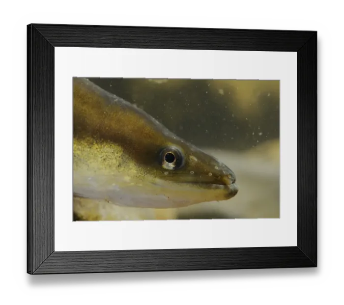 Framed Print : European Eel (Anguilla anguilla) adult, close-up of head, Italy, august Framed Print : European Eel (Anguilla anguilla) adult, close-up of head, Italy, august