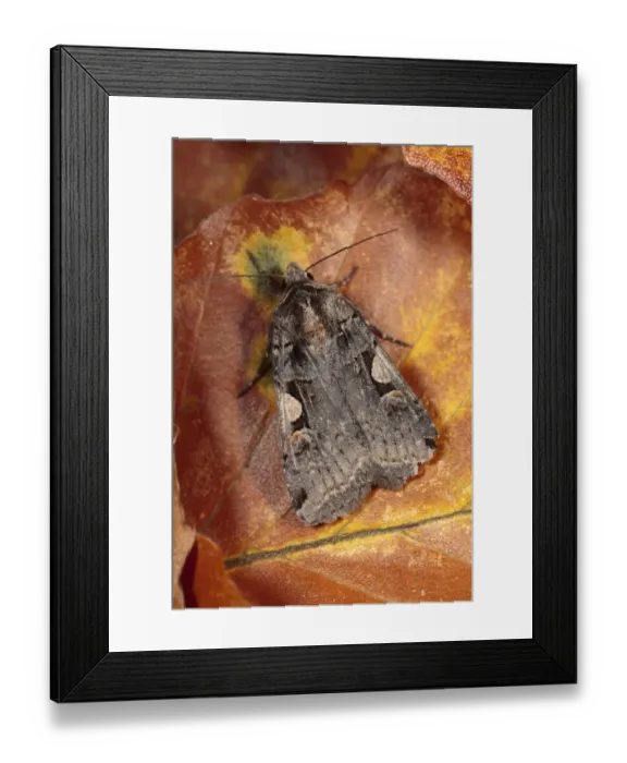 Framed Print : Setaceous Hebrew Character (Xestia c-nigrum) adult, resting on fallen beech leaf, Powys, Wales, october Framed Print : Setaceous Hebrew Character (Xestia c-nigrum) adult, resting on fallen beech leaf, Powys, Wales, october