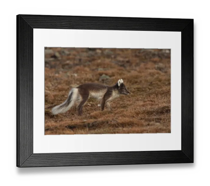 Framed Print : Arctic Fox (Alopex lagopus) adult, summer coat, walking, Longyearbyen, Svalbard, june Framed Print : Arctic Fox (Alopex lagopus) adult, summer coat, walking, Longyearbyen, Svalbard, june