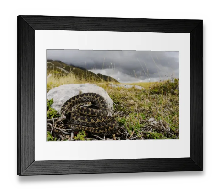 Framed Print : Orsini's Viper (Vipera ursinii) adult, in mountain habitat with stormy sky, Apennines, Italy, september Framed Print : Orsini's Viper (Vipera ursinii) adult, in mountain habitat with stormy sky, Apennines, Italy, september