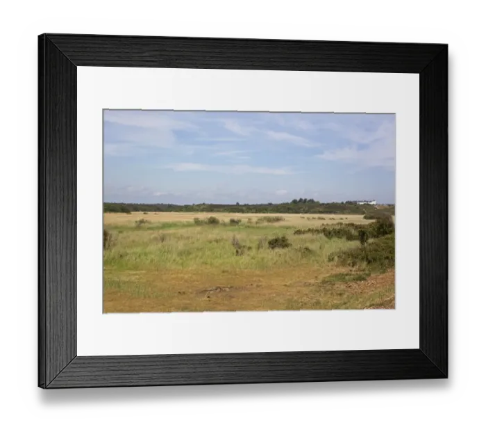 Framed Print : View across reedbed habitat towards Coastguard Cottages on Dunwich Heath, Minsmere RSPB Reserve, Suffolk, England, july Framed Print : View across reedbed habitat towards Coastguard Cottages on Dunwich Heath, Minsmere RSPB Reserve, Suffolk, England, july