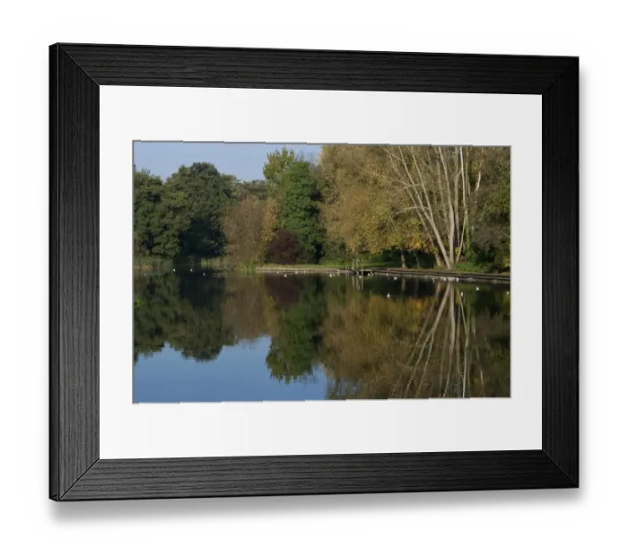 Framed Print : View of trees reflected in river, River Wensum, Wensum Park, Norwich, Norfolk, England, october Framed Print : View of trees reflected in river, River Wensum, Wensum Park, Norwich, Norfolk, England, october