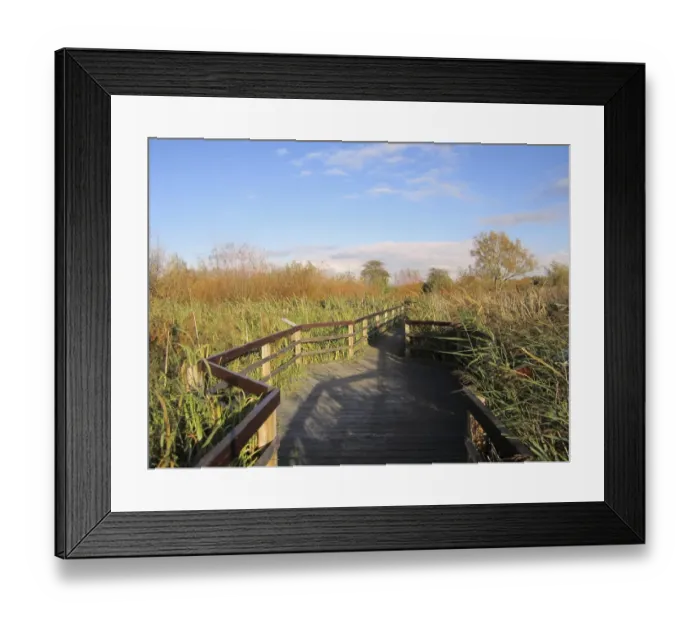 Framed Print : Boardwalk in wetland habitat, Rye Meads RSPB Reserve, Hoddesdon, Lea Valley, Hertfordshire, England, october Framed Print : Boardwalk in wetland habitat, Rye Meads RSPB Reserve, Hoddesdon, Lea Valley, Hertfordshire, England, october