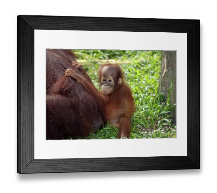 Framed Print : Bornean Orang-utan (Pongo pygmaeus) young with mother, sitting on ground (captive) Framed Print : Bornean Orang-utan (Pongo pygmaeus) young with mother, sitting on ground (captive)