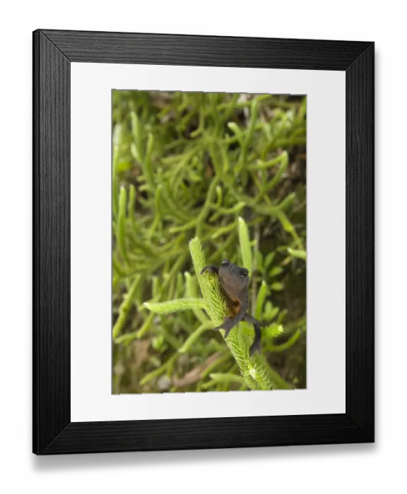Framed Print : Beaked Toad (Rhinella manu) newly discovered species described in 2007, adult, climbing on clubmoss, between Cusco and Manu N. P. Andes, Peru Framed Print : Beaked Toad (Rhinella manu) newly discovered species described in 2007, adult, climbing on clubmoss, between Cusco and Manu N. P. Andes, Peru