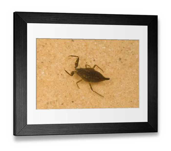Framed Print : Water Scorpion (Nepa cinerea) immature, in shallow water, Norfolk, England, july