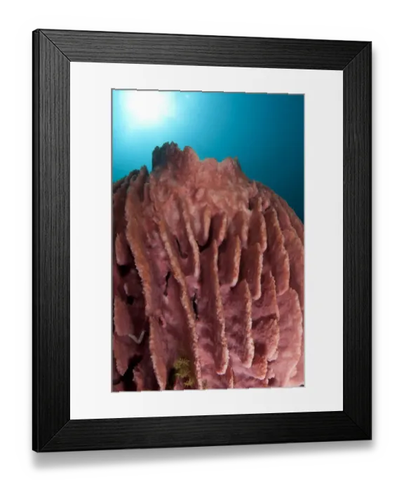Framed Print : Red Barrel Sponge (Xestospongia testudinaria) on reef, Lembata Island, Solor Archipelago, Lesser Sunda Islands, Indonesia Framed Print : Red Barrel Sponge (Xestospongia testudinaria) on reef, Lembata Island, Solor Archipelago, Lesser Sunda Islands, Indonesia