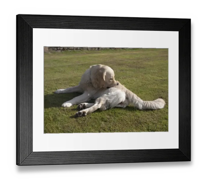 Framed Print : Domestic Dog, Golden Retriever, adult female, biting itch, laying on garden lawn, England, august Framed Print : Domestic Dog, Golden Retriever, adult female, biting itch, laying on garden lawn, England, august