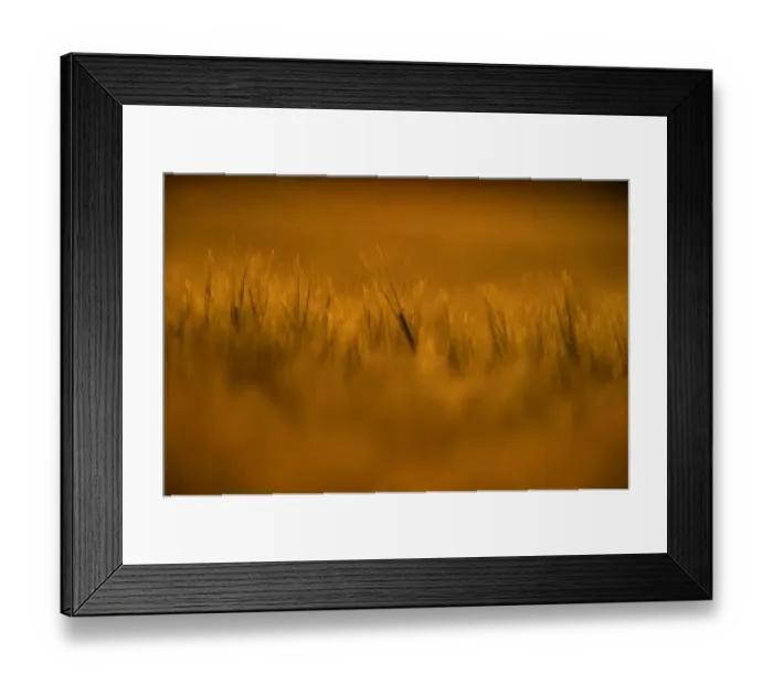 Framed Print : Barley (Hordeum vulgare) crop, ripening ears in field at sunset, Norfolk, England, june