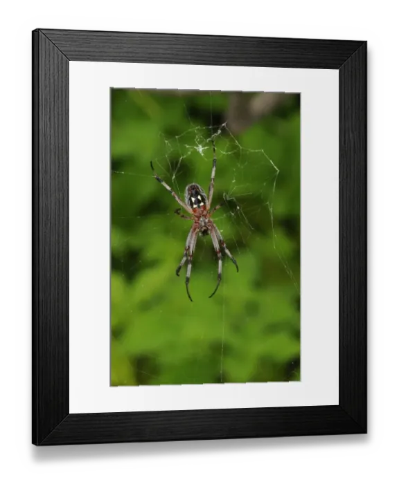 Framed Print : Zig-zag Spider (Neoscona cooksoni) adult, in web, Galapagos Islands Framed Print : Zig-zag Spider (Neoscona cooksoni) adult, in web, Galapagos Islands