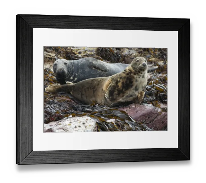 Framed Print : Grey Seal (Halichoerus grypus) two adults, resting on seaweed covered rocks, Farne Islands, Northumberland, England Framed Print : Grey Seal (Halichoerus grypus) two adults, resting on seaweed covered rocks, Farne Islands, Northumberland, England