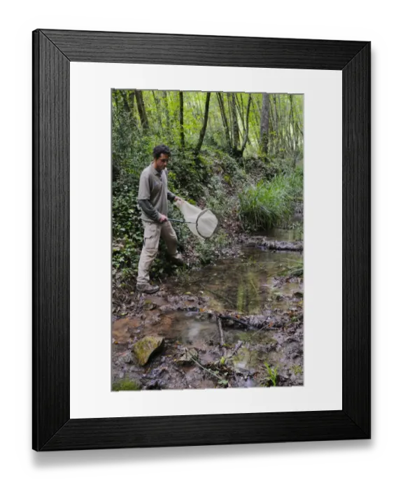 Framed Print : Enthomologist catching insects with net along stream during survey, Italy, june Framed Print : Enthomologist catching insects with net along stream during survey, Italy, june
