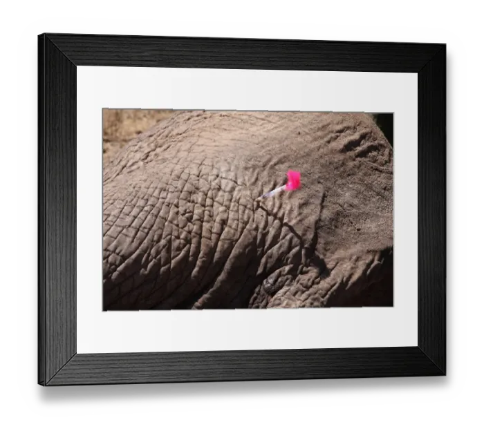 Framed Print : African Elephant (Loxodonta africana) adult, tranquilised with tranquiliser dart in skin, having bullet wounds treated by vet, Buffalo Springs National Reserve, Eastern Province, Kenya Framed Print : African Elephant (Loxodonta africana) adult, tranquilised with tranquiliser dart in skin, having bullet wounds treated by vet, Buffalo Springs National Reserve, Eastern Province, Kenya