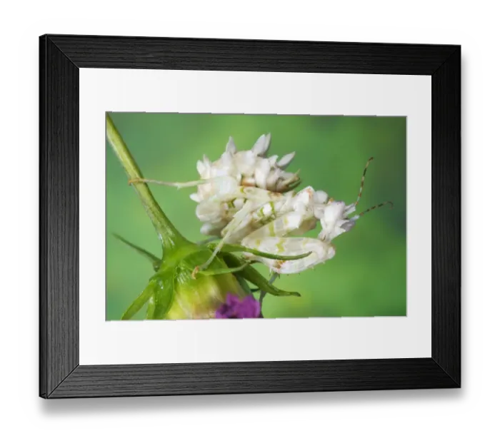 Framed Print : Spiny Flower Mantis (Pseudocreobotra wahlbergii) subadult, resting on flower, Tanzania