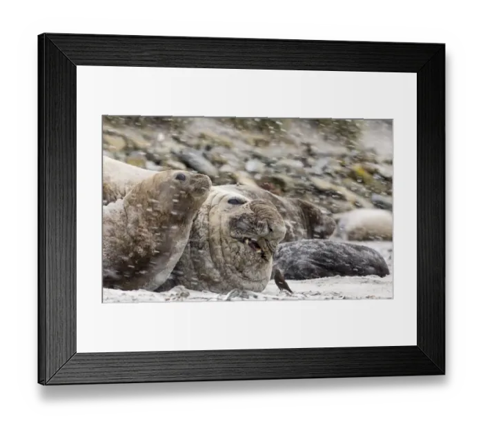 Framed Print : Southern Elephant-seal (Mirounga leonina) adult male and females, resting on beach during snowfall, with Tussac-bird (Cinclodes antarcticus) pecking at wound, Sea Lion Island, Falkland Islands, november Framed Print : Southern Elephant-seal (Mirounga leonina) adult male and females, resting on beach during snowfall, with Tussac-bird (Cinclodes antarcticus) pecking at wound, Sea Lion Island, Falkland Islands, november