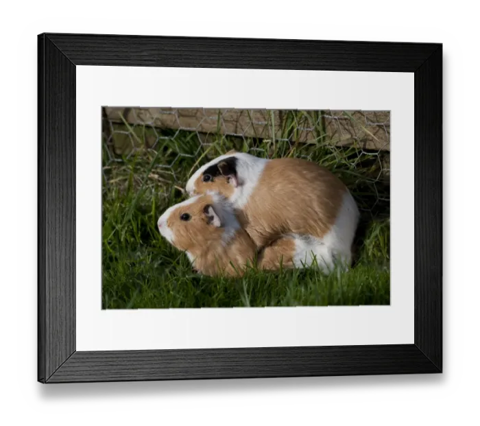 Framed Print : Domestic Guinea Pig (Cavia porcellus) adult pair, mating, Whitewell, Lancashire, England, december