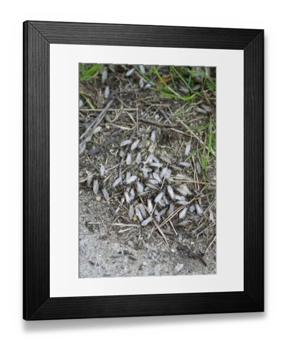 Framed Print : Black Garden Ant (Lasius niger) winged adults, group emerging from nest in garden, Suffolk, England, july Framed Print : Black Garden Ant (Lasius niger) winged adults, group emerging from nest in garden, Suffolk, England, july