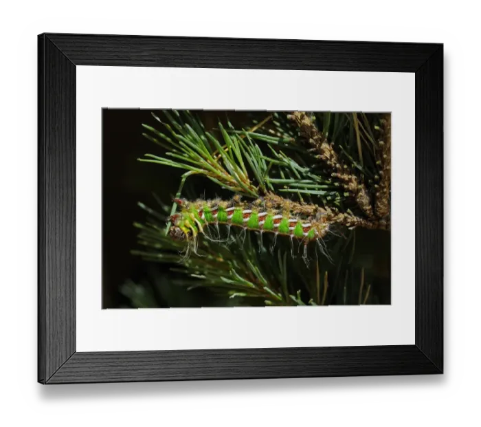 Framed Print : Spanish Moon Moth (Graellsia isabellae) fully grown larva, feeding on Scots Pine (Pinus sylvestris) Framed Print : Spanish Moon Moth (Graellsia isabellae) fully grown larva, feeding on Scots Pine (Pinus sylvestris)