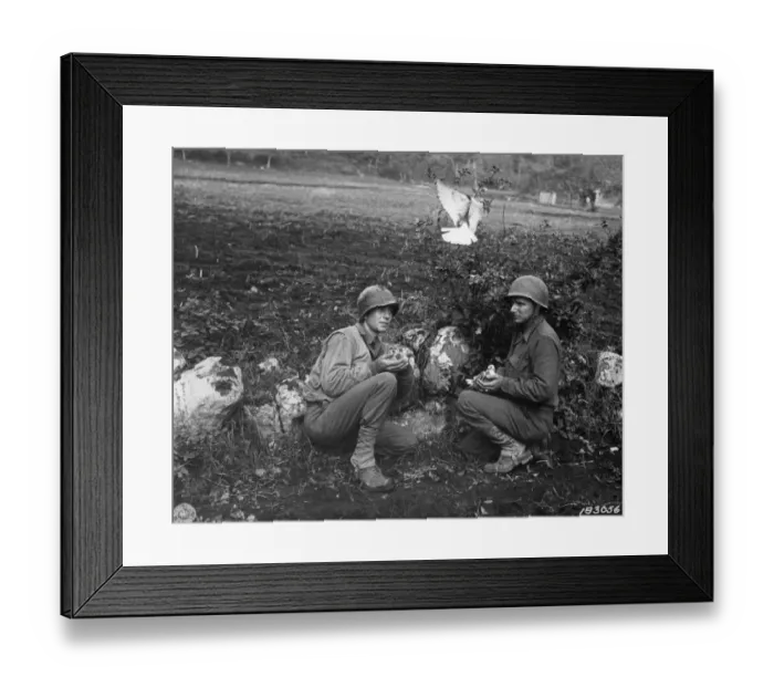 Framed Print : American soldiers from Divisional Signal Company, releasing courier pigeons on frontline during World War Two, near Liberi, Campania, Italy, october 1943 (U. S. Army Signal Corps) Framed Print : American soldiers from Divisional Signal Company, releasing courier pigeons on frontline during World War Two, near Liberi, Campania, Italy, october 1943 (U. S. Army Signal Corps)