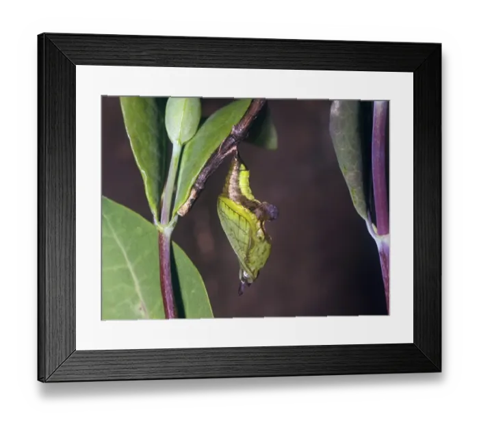 Framed Print : Butterfly - Admiral White (Lodoga camilla) Adult emerging Framed Print : Butterfly - Admiral White (Lodoga camilla) Adult emerging