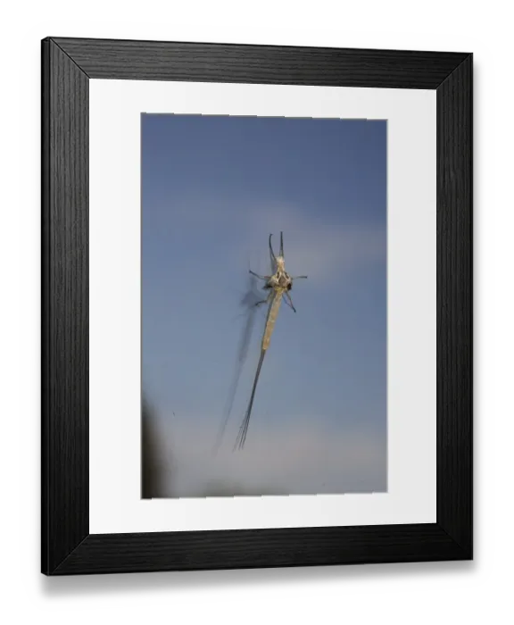 Framed Print : Golden Mayfly (Hexagenia sp. ) exuvia of winged second moult, on house window, North Dakota, U. S. A. july Framed Print : Golden Mayfly (Hexagenia sp. ) exuvia of winged second moult, on house window, North Dakota, U. S. A. july