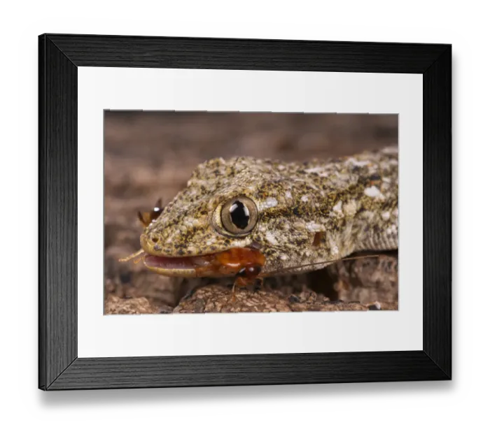 Framed Print : Moorish Gecko (Tarentola mauritanica) adult, close-up of head, feeding on cockroach, Italy, march Framed Print : Moorish Gecko (Tarentola mauritanica) adult, close-up of head, feeding on cockroach, Italy, march