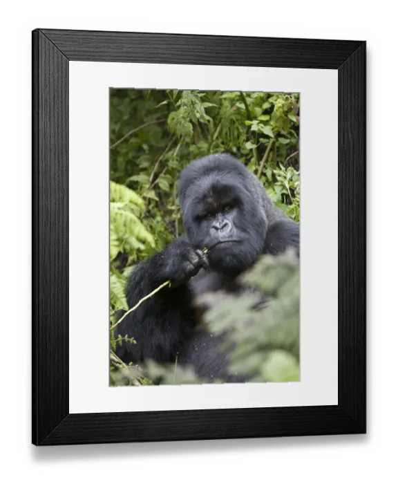 Framed Print : Mountain Gorilla (Gorilla beringei beringei) silverback adult male, feeding, sitting in vegetation, Volcanoes N. P. Virunga Mountains, Rwanda Framed Print : Mountain Gorilla (Gorilla beringei beringei) silverback adult male, feeding, sitting in vegetation, Volcanoes N. P. Virunga Mountains, Rwanda