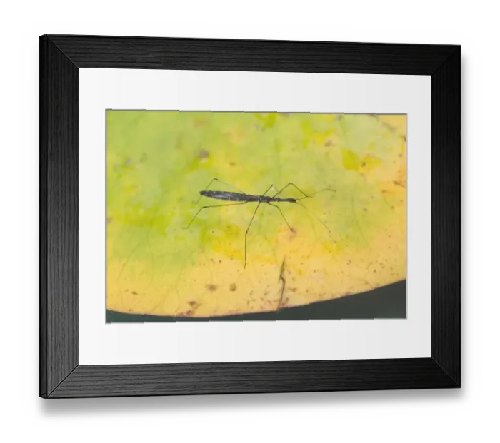 Framed Print : Water Measurer (Hydrometra stagnorum) adult, walking across floating waterlily leaf, England Framed Print : Water Measurer (Hydrometra stagnorum) adult, walking across floating waterlily leaf, England