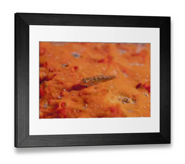 Framed Print : Common Ghostgoby (Pleurosicya mossambica) adult, resting on sponge, Seraya Beach Resort, Bali, Lesser Sunda Islands, Indonesia Framed Print : Common Ghostgoby (Pleurosicya mossambica) adult, resting on sponge, Seraya Beach Resort, Bali, Lesser Sunda Islands, Indonesia