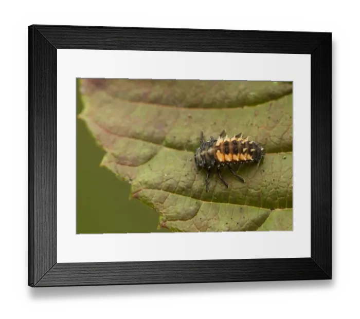 Framed Print : Harlequin Ladybird (Harmonia axyridis) introduced species, melanic form, larva, resting on leaf, Sheffield, South Yorkshire, England, september Framed Print : Harlequin Ladybird (Harmonia axyridis) introduced species, melanic form, larva, resting on leaf, Sheffield, South Yorkshire, England, september