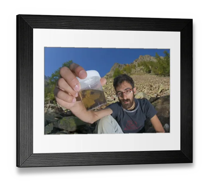 Framed Print : Arachnologist checking vinegar filled traps to catch spiders for study purposes, Italy Framed Print : Arachnologist checking vinegar filled traps to catch spiders for study purposes, Italy