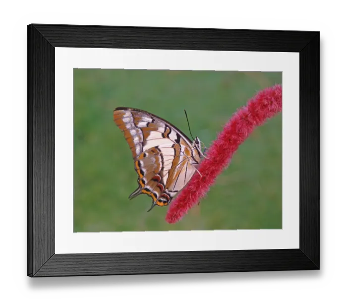 Framed Print : Tailed Emperor (Polyura pyrrhus) adult, resting on flowerhead, Western Australia, Australia, september Framed Print : Tailed Emperor (Polyura pyrrhus) adult, resting on flowerhead, Western Australia, Australia, september