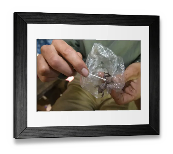 Framed Print : Herpetologist swabbing belly of Neotropical Frog (Pristimantis sp. ) to collect samples of mucus and skin to investigate presence of Chytrid (Batrachochytrium dendrobatidis) killer fungus, from Cusco to Manu, Departemento Cusco, Andes, Peru Framed Print : Herpetologist swabbing belly of Neotropical Frog (Pristimantis sp. ) to collect samples of mucus and skin to investigate presence of Chytrid (Batrachochytrium dendrobatidis) killer fungus, from Cusco to Manu, Departemento Cusco, Andes, Peru