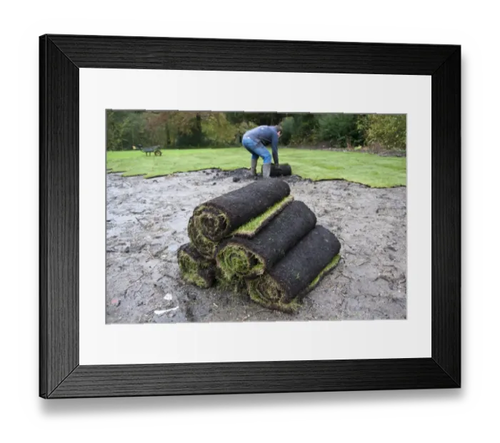 Framed Print : Rolls of lawn turf being laid in garden, England, october Framed Print : Rolls of lawn turf being laid in garden, England, october