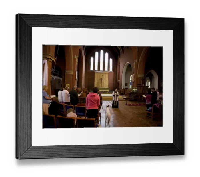 Framed Print : Domestic Dog, Greyhound, adult, standing in aisle during blessing at church service for pets, England, october Framed Print : Domestic Dog, Greyhound, adult, standing in aisle during blessing at church service for pets, England, october